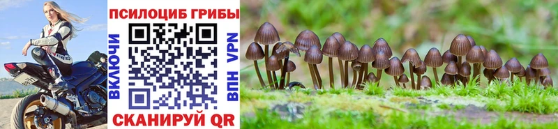 blacksprut tor  Александров  Галлюциногенные грибы Magic Shrooms 